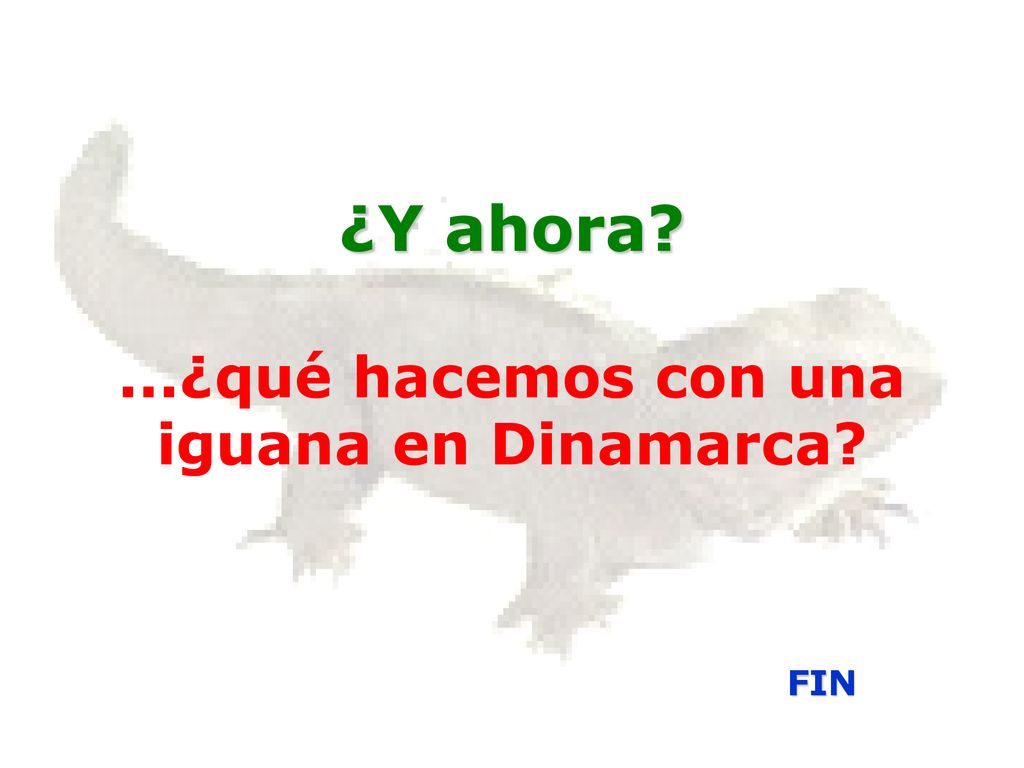 ¿Y ahora ...¿qué hacemos con una iguana en Dinamarca