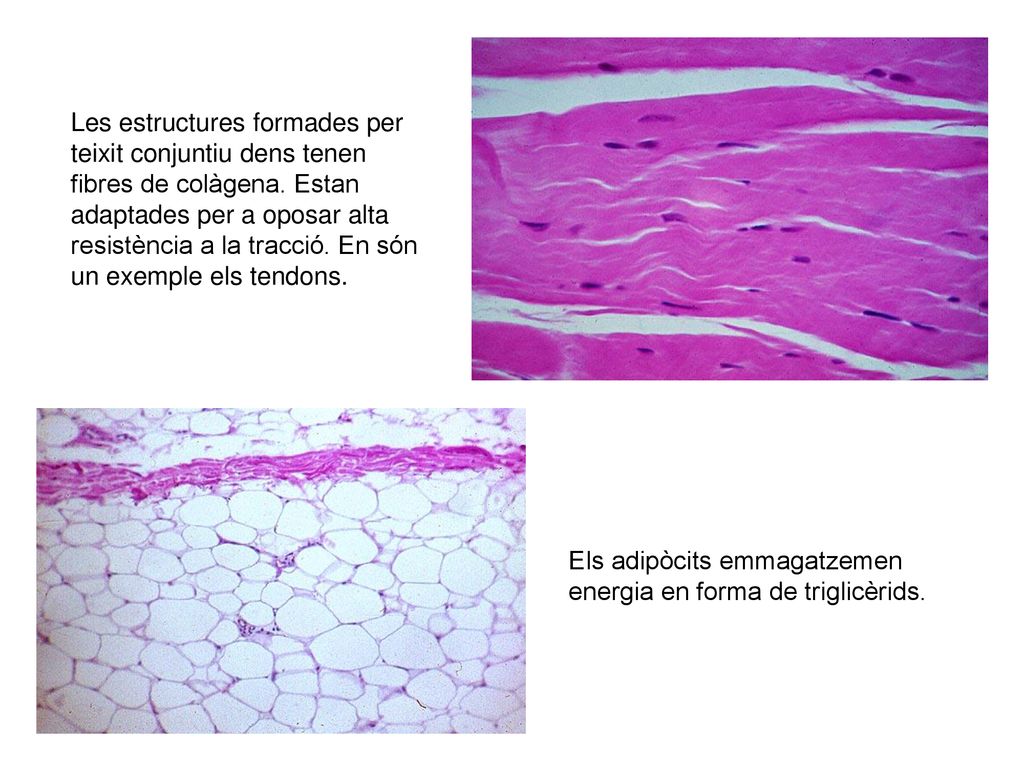Les estructures formades per teixit conjuntiu dens tenen fibres de colàgena. Estan adaptades per a oposar alta resistència a la tracció. En són un exemple els tendons.