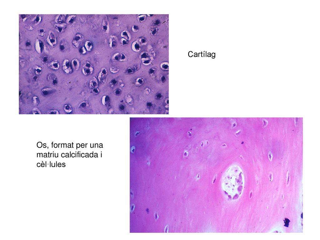 Cartílag Os, format per una matriu calcificada i cèl·lules