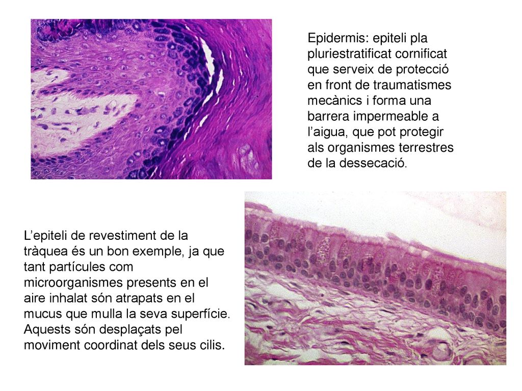 Epidermis: epiteli pla pluriestratificat cornificat que serveix de protecció en front de traumatismes mecànics i forma una barrera impermeable a l’aigua, que pot protegir als organismes terrestres de la dessecació.