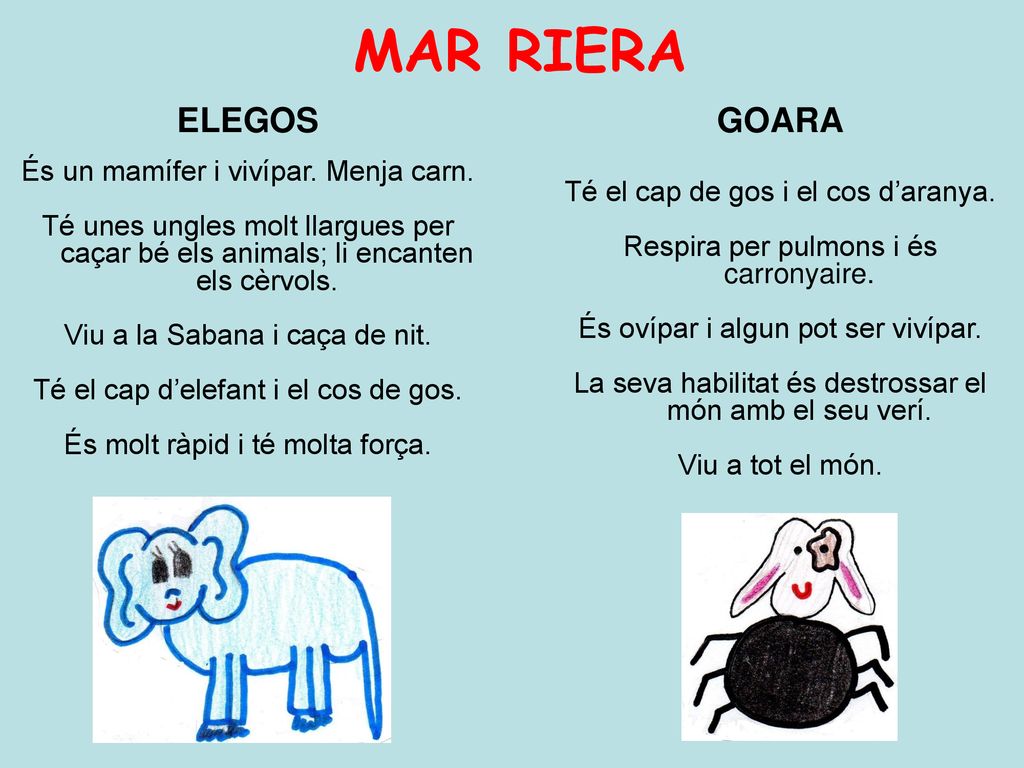 MAR RIERA ELEGOS GOARA És un mamífer i vivípar. Menja carn.