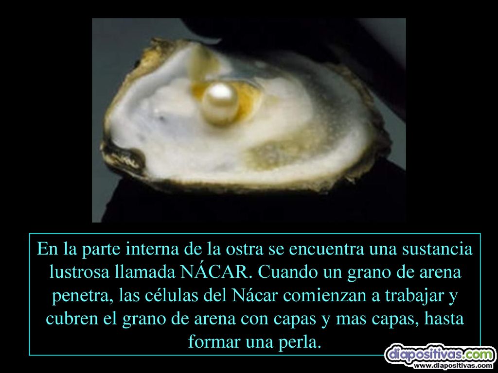 En la parte interna de la ostra se encuentra una sustancia lustrosa llamada NÁCAR.