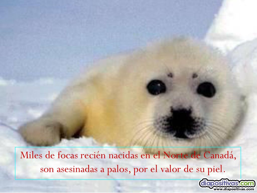 Miles de focas recién nacidas en el Norte de Canadá, son asesinadas a palos, por el valor de su piel.