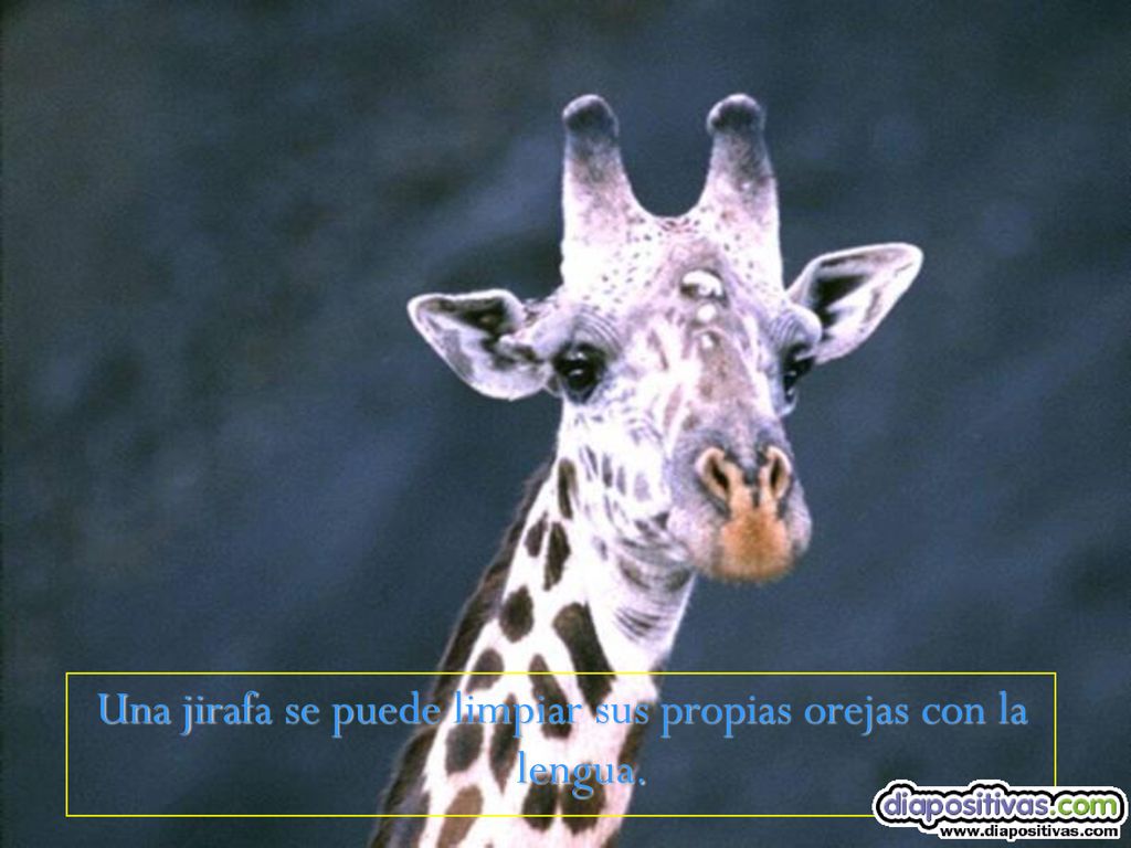 Una jirafa se puede limpiar sus propias orejas con la lengua.