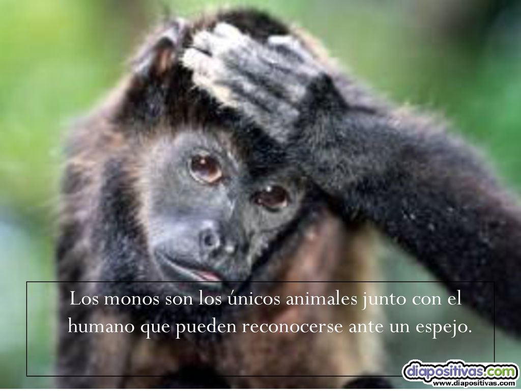 Los monos son los únicos animales junto con el humano que pueden reconocerse ante un espejo.