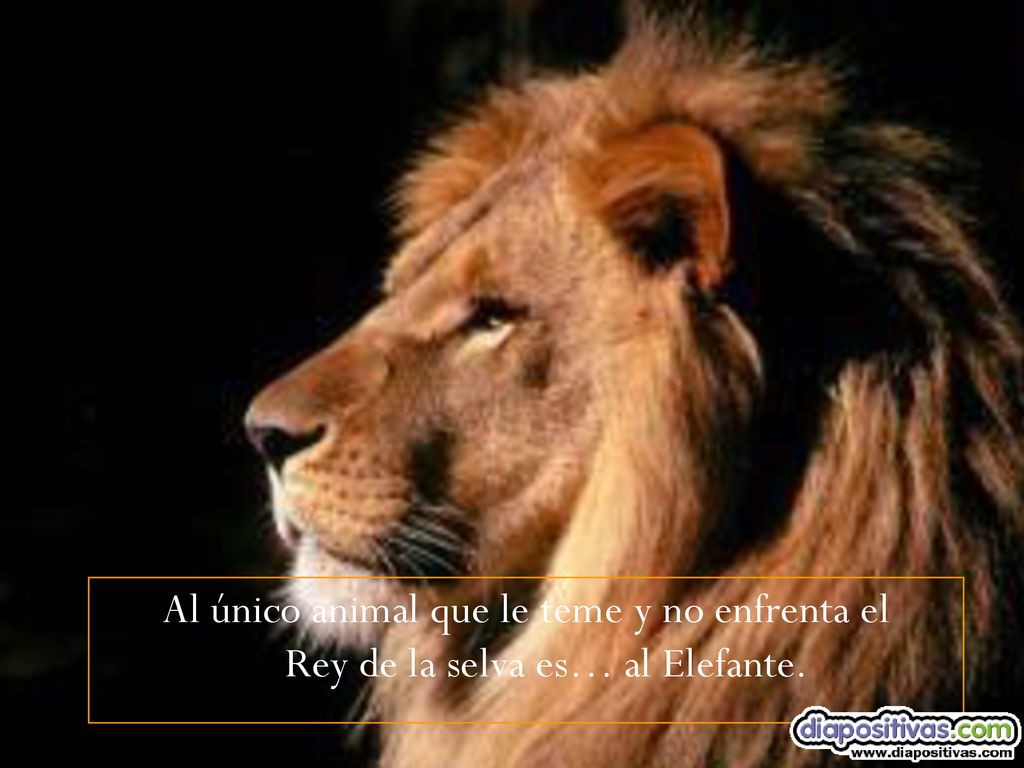Al único animal que le teme y no enfrenta el Rey de la selva es… al Elefante.