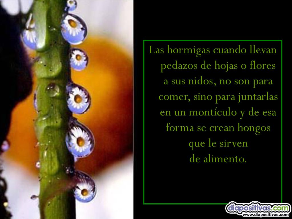 Las hormigas cuando llevan pedazos de hojas o flores a sus nidos, no son para comer, sino para juntarlas en un montículo y de esa forma se crean hongos que le sirven de alimento.