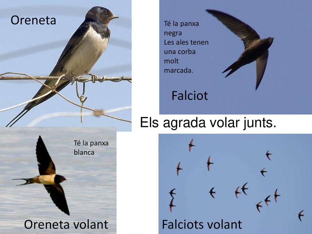 Oreneta Falciot Els agrada volar junts. Oreneta volant Falciots volant