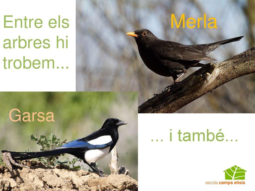 Merla Entre els arbres hi trobem... Garsa ... i també...