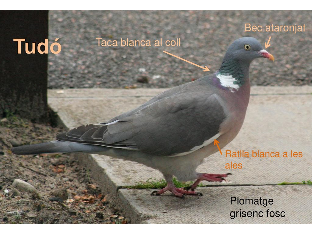 Tudó Bec ataronjat Taca blanca al coll Plomatge grisenc fosc