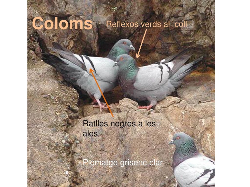 Coloms Reflexos verds al coll Ratlles negres a les ales