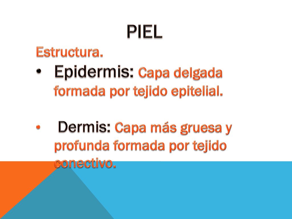 PIEL Epidermis: Capa delgada formada por tejido epitelial. Estructura.