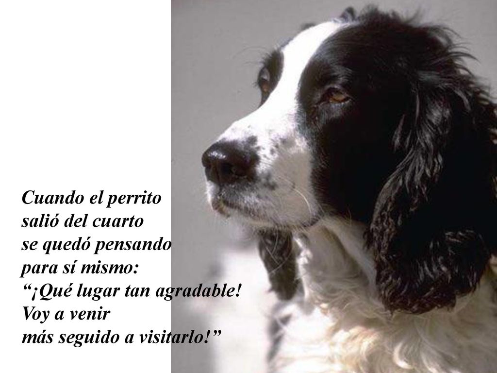 Cuando el perrito salió del cuarto. se quedó pensando. para sí mismo: ¡Qué lugar tan agradable!