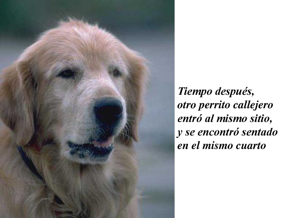 Tiempo después, otro perrito callejero. entró al mismo sitio, y se encontró sentado.