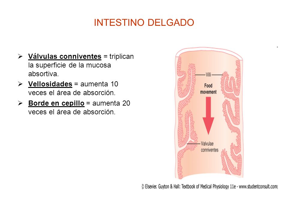 INTESTINO DELGADO Válvulas conniventes = triplican la superficie de la mucosa absortiva. Vellosidades = aumenta 10 veces el área de absorción.