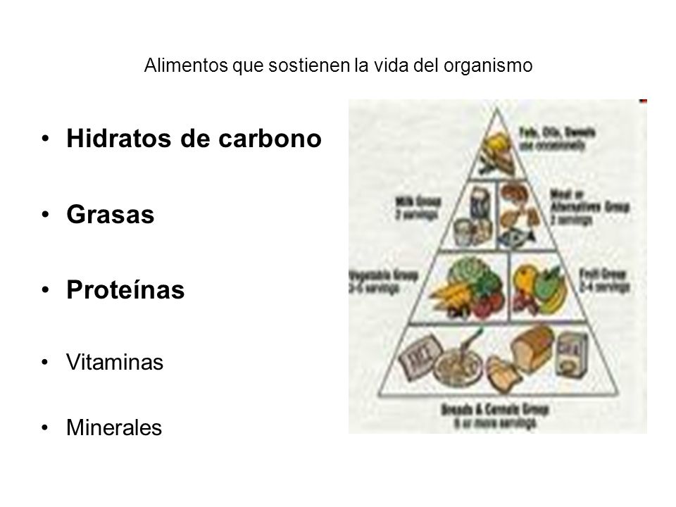 Alimentos que sostienen la vida del organismo