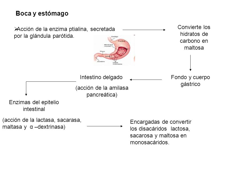 Boca y estómago Convierte los hidratos de carbono en maltosa