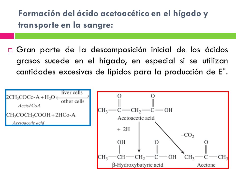 Formación del ácido acetoacético en el hígado y transporte en la sangre: