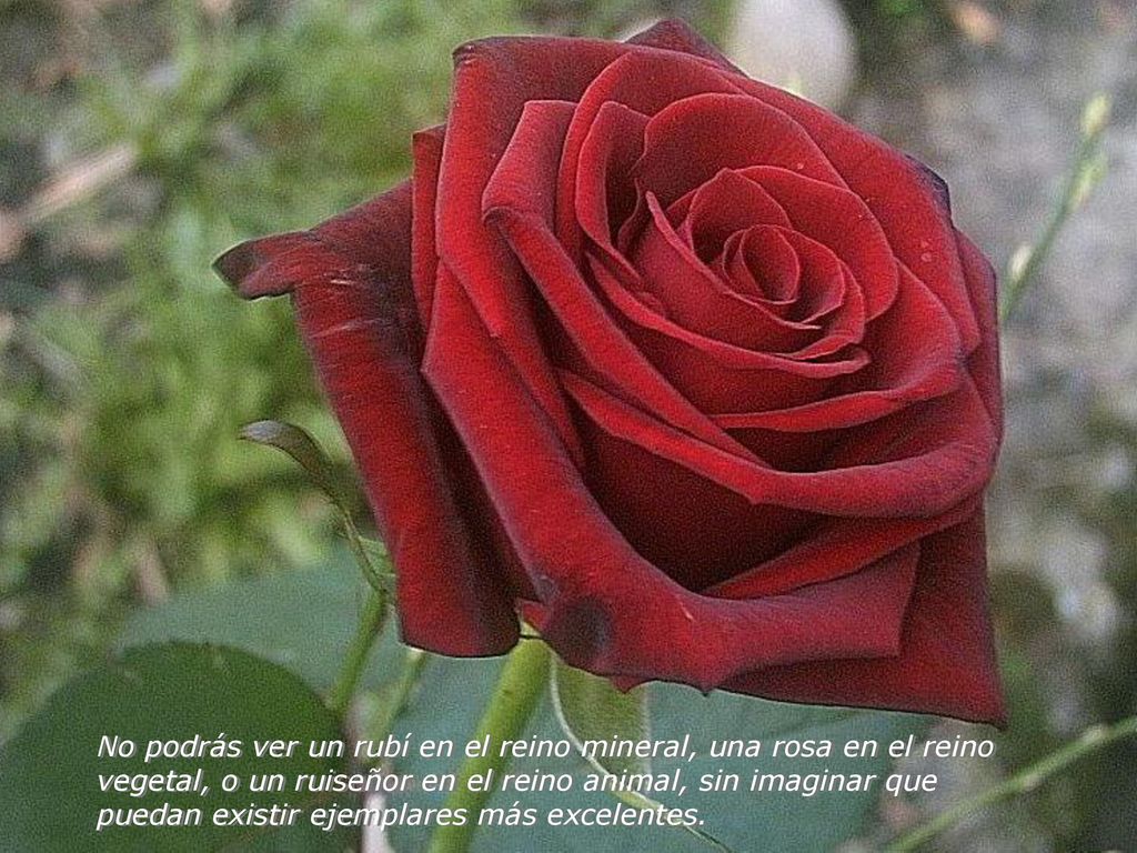 No podrás ver un rubí en el reino mineral, una rosa en el reino vegetal, o un ruiseñor en el reino animal, sin imaginar que puedan existir ejemplares más excelentes.