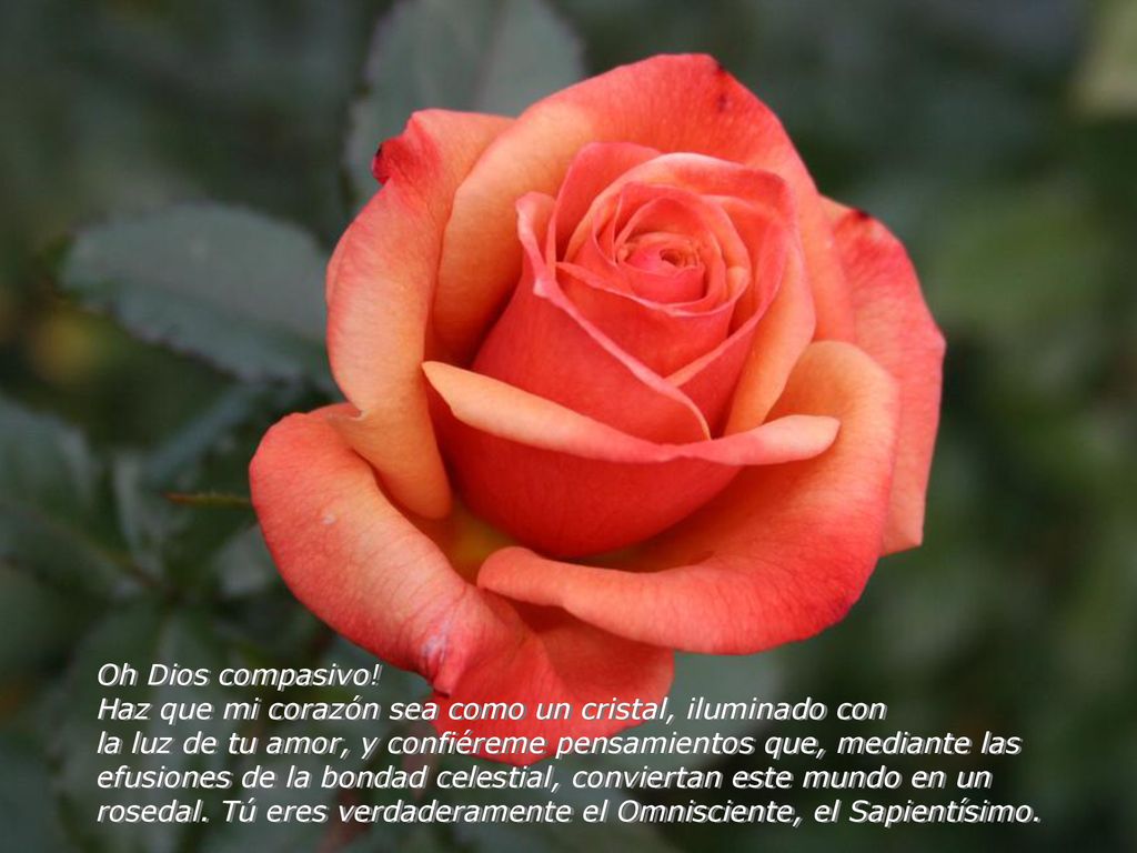Oh Dios compasivo! Haz que mi corazón sea como un cristal, iluminado con.