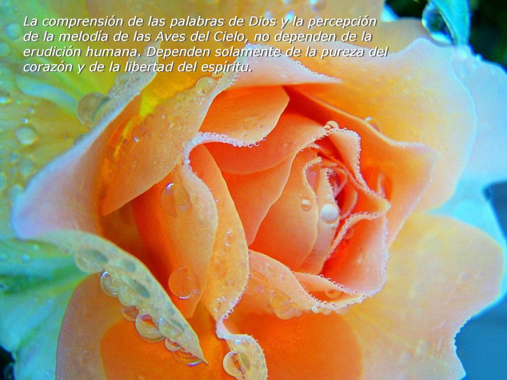 La comprensión de las palabras de Dios y la percepción de la melodía de las Aves del Cielo, no dependen de la erudición humana.