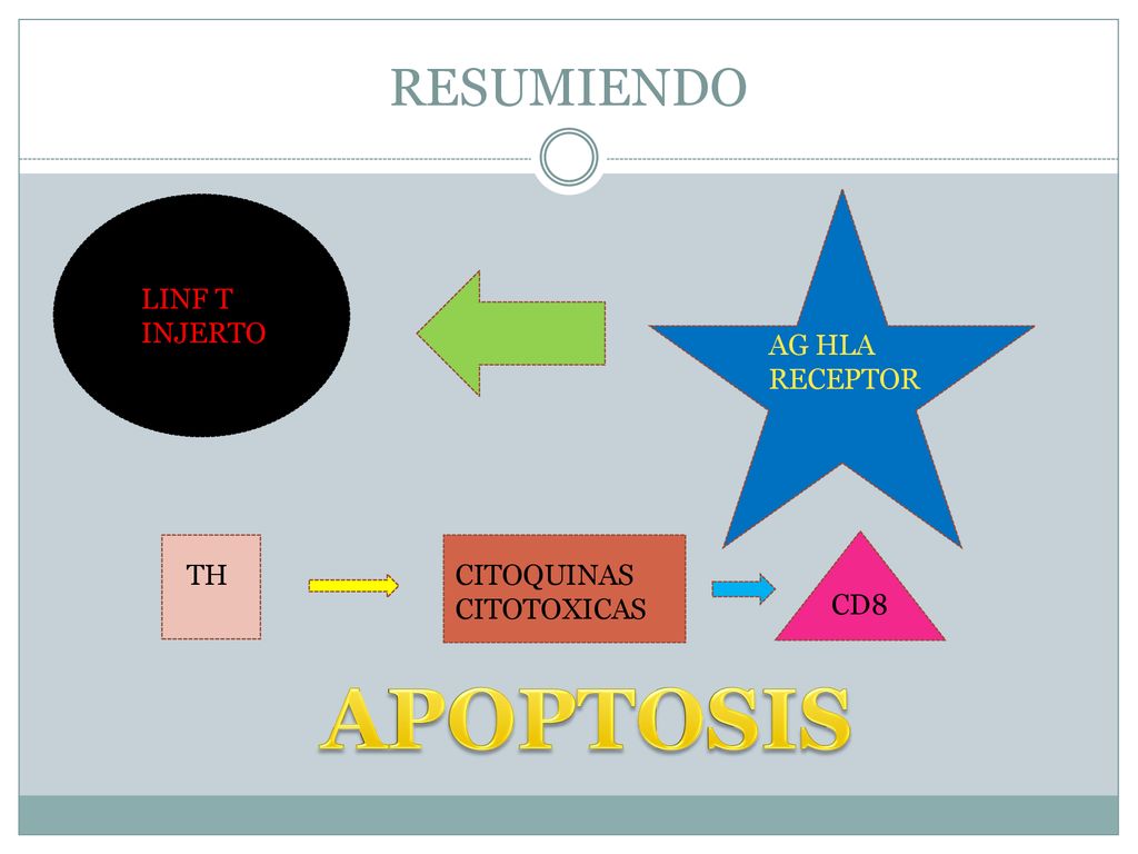 APOPTOSIS RESUMIENDO LINF T INJERTO AG HLA RECEPTOR TH CITOQUINAS