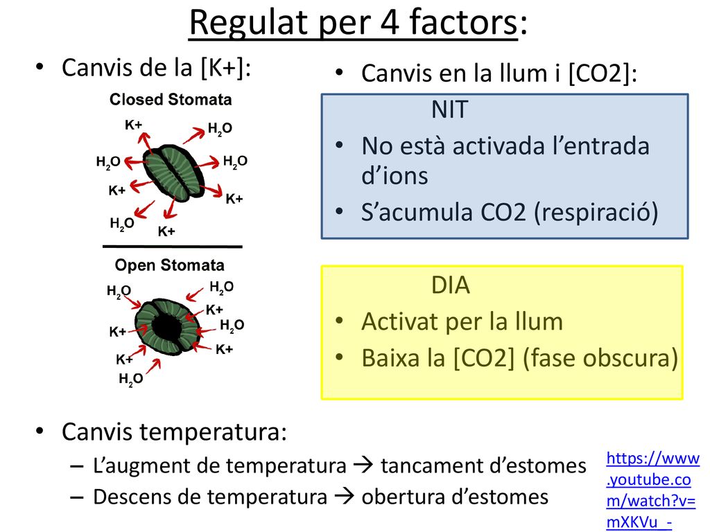 Regulat per 4 factors: Canvis de la [K+]: Canvis en la llum i [CO2]: