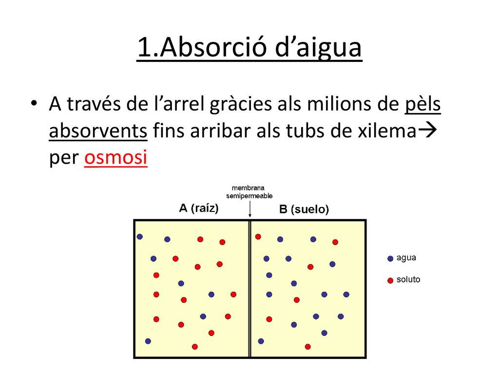 1.Absorció d’aigua A través de l’arrel gràcies als milions de pèls absorvents fins arribar als tubs de xilema per osmosi.