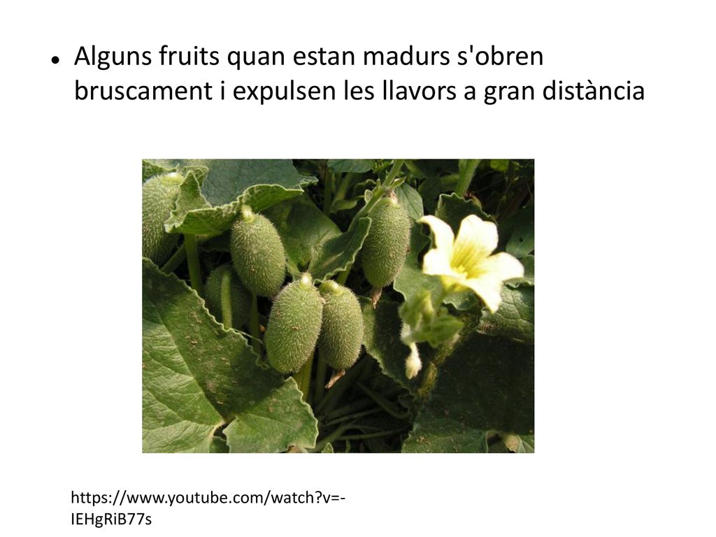 Alguns fruits quan estan madurs s obren bruscament i expulsen les llavors a gran distància
