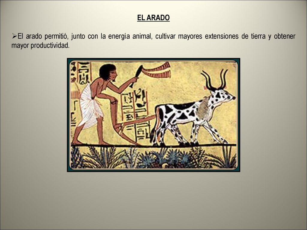 EL ARADO El arado permitió, junto con la energía animal, cultivar mayores extensiones de tierra y obtener mayor productividad.