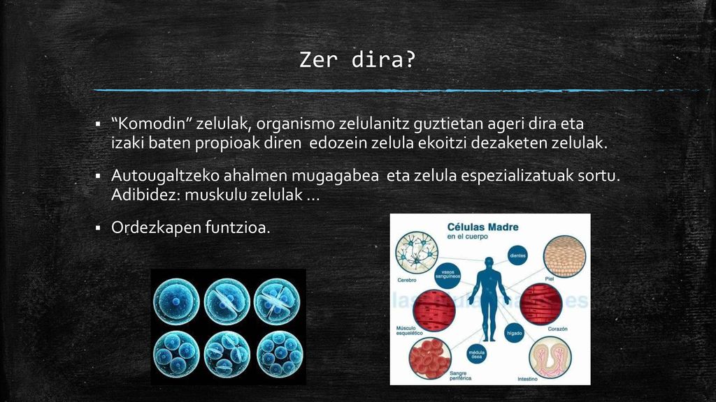 Zer dira Komodin zelulak, organismo zelulanitz guztietan ageri dira eta izaki baten propioak diren edozein zelula ekoitzi dezaketen zelulak.