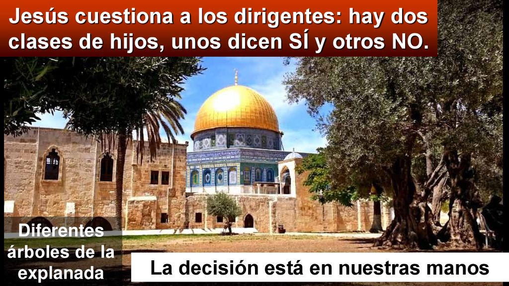 Diferentes árboles de la explanada La decisión está en nuestras manos