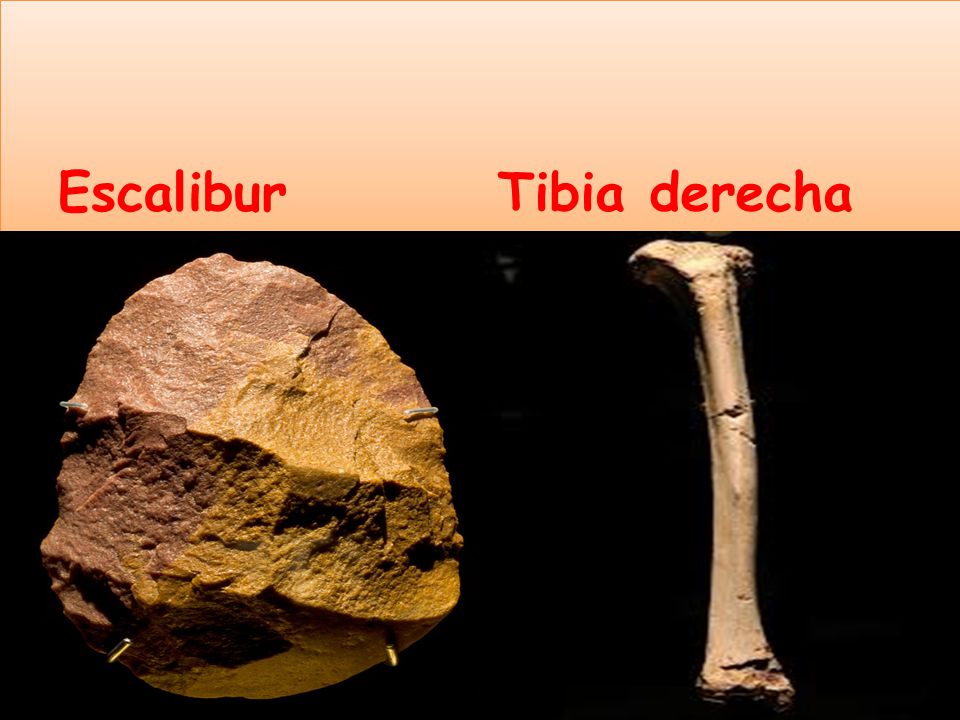 Escalibur Tibia derecha