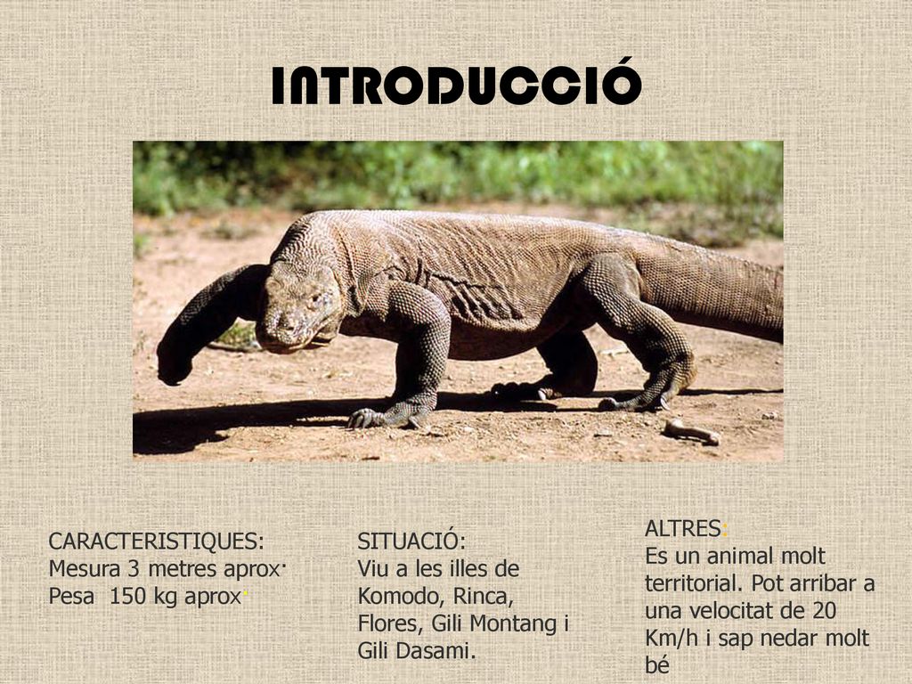 INTRODUCCIÓ ALTRES: Es un animal molt territorial. Pot arribar a una velocitat de 20 Km/h i sap nedar molt bé.