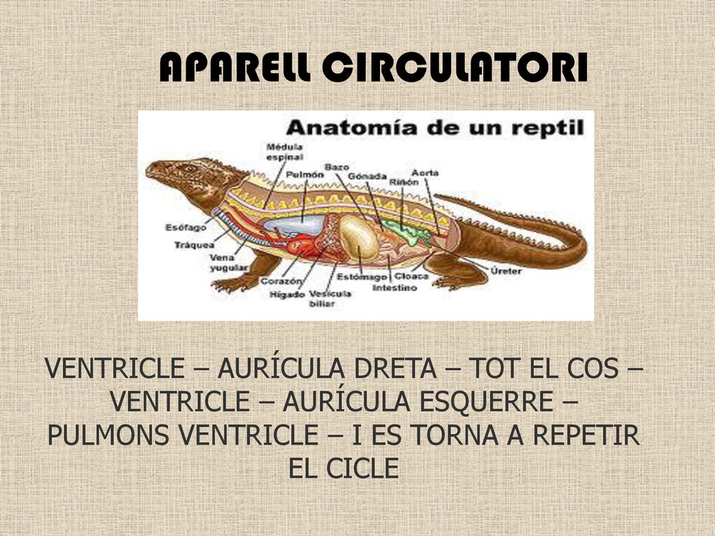APARELL CIRCULATORI VENTRICLE – AURÍCULA DRETA – TOT EL COS – VENTRICLE – AURÍCULA ESQUERRE – PULMONS VENTRICLE – I ES TORNA A REPETIR EL CICLE.
