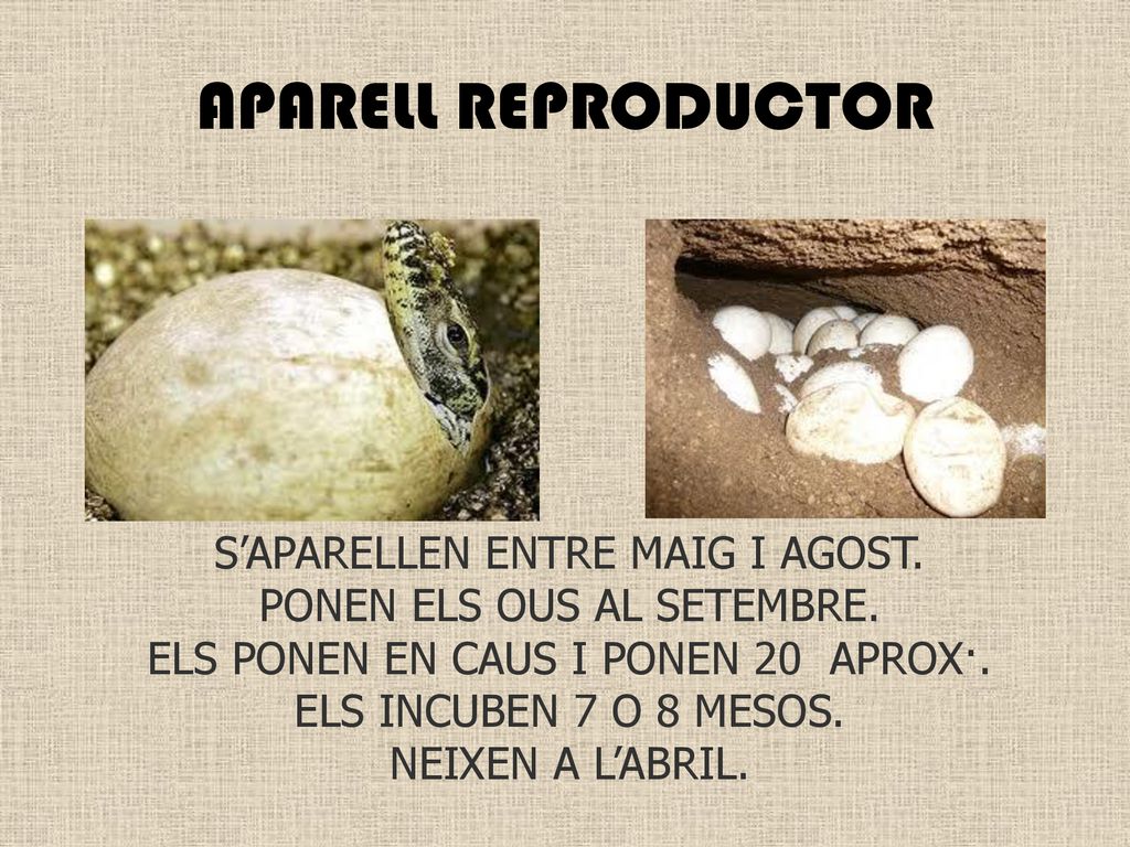 APARELL REPRODUCTOR S’APARELLEN ENTRE MAIG I AGOST.