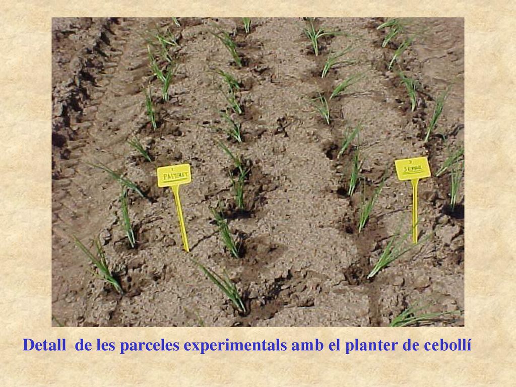 Detall de les parceles experimentals amb el planter de cebollí