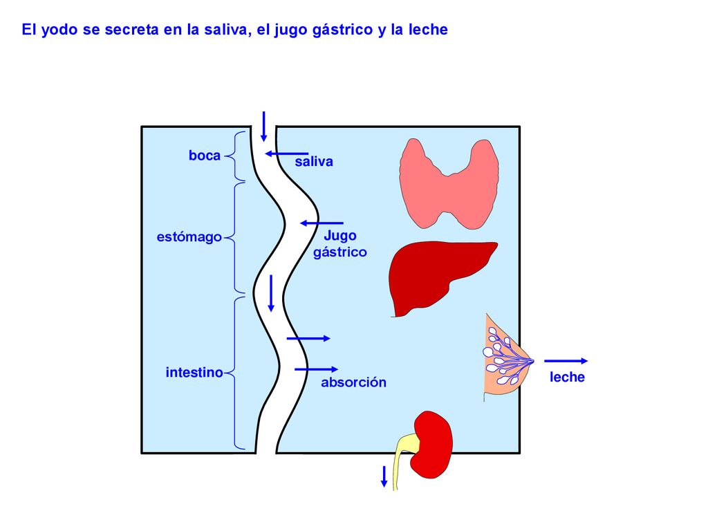 El yodo se secreta en la saliva, el jugo gástrico y la leche