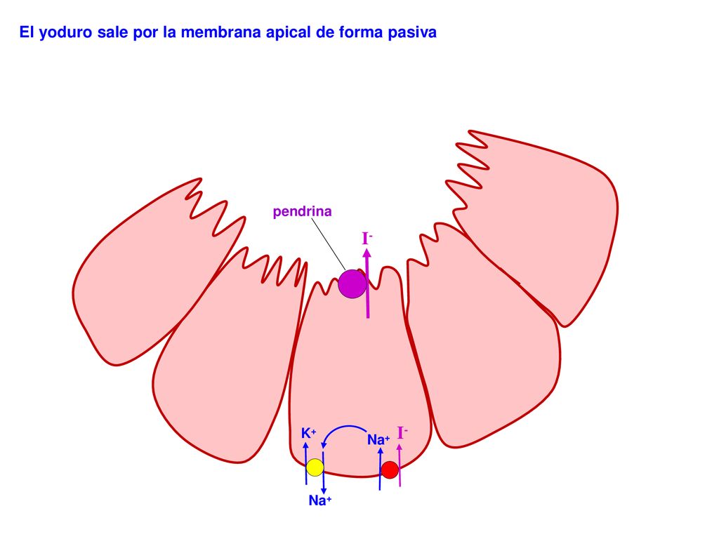 I- I- El yoduro sale por la membrana apical de forma pasiva pendrina