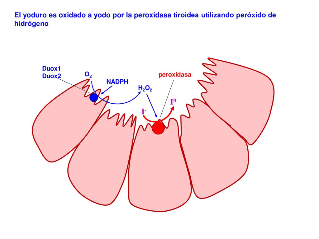 El yoduro es oxidado a yodo por la peroxidasa tiroidea utilizando peróxido de hidrógeno