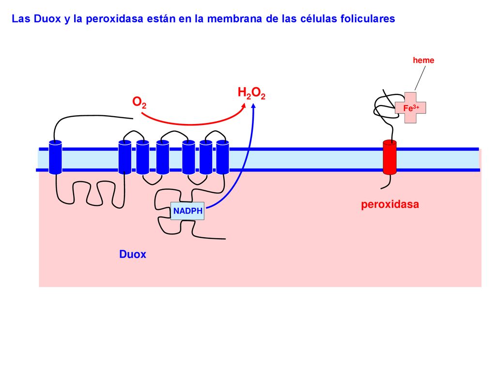 Las Duox y la peroxidasa están en la membrana de las células foliculares