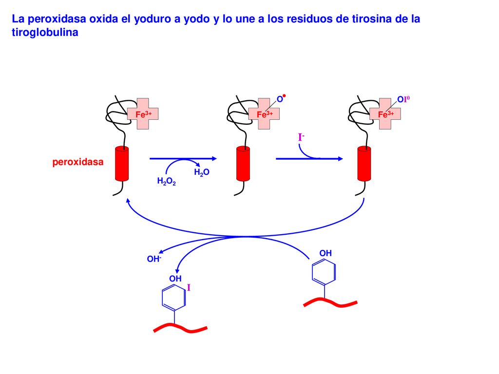 La peroxidasa oxida el yoduro a yodo y lo une a los residuos de tirosina de la tiroglobulina