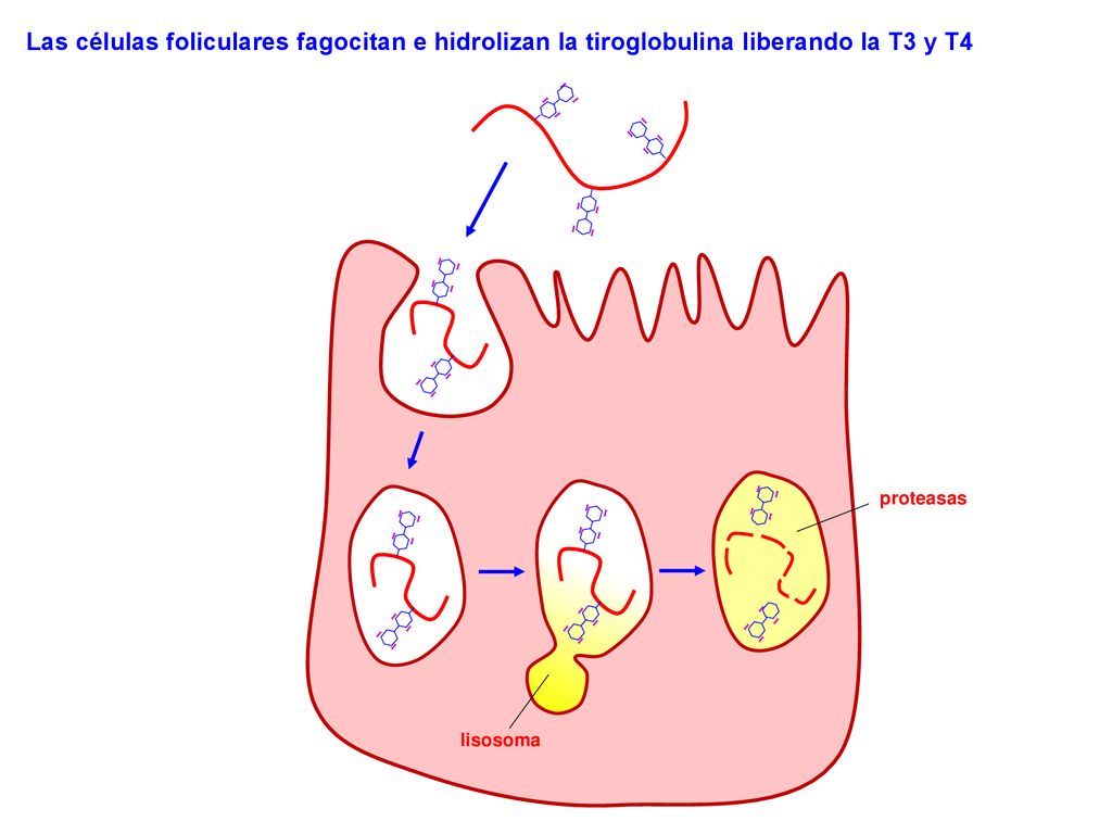 Las células foliculares fagocitan e hidrolizan la tiroglobulina liberando la T3 y T4