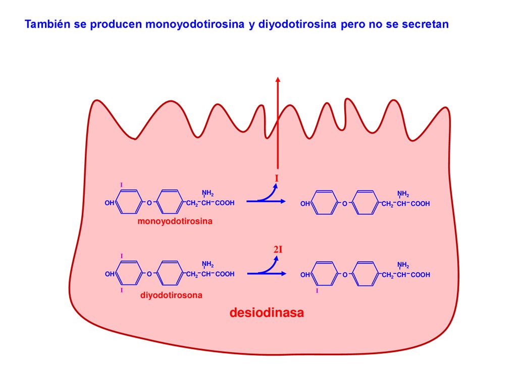 También se producen monoyodotirosina y diyodotirosina pero no se secretan