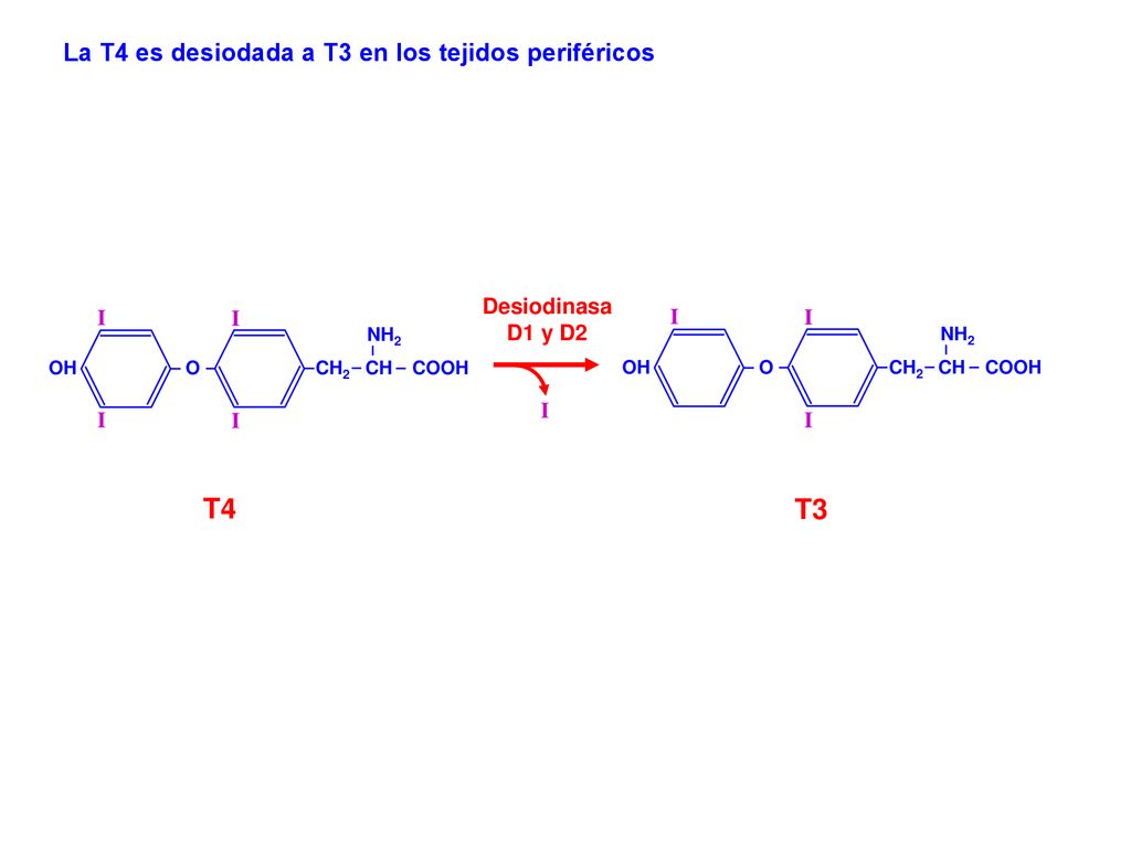 T4 T3 La T4 es desiodada a T3 en los tejidos periféricos Desiodinasa I