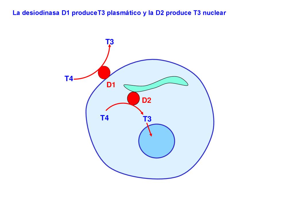 La desiodinasa D1 produceT3 plasmático y la D2 produce T3 nuclear