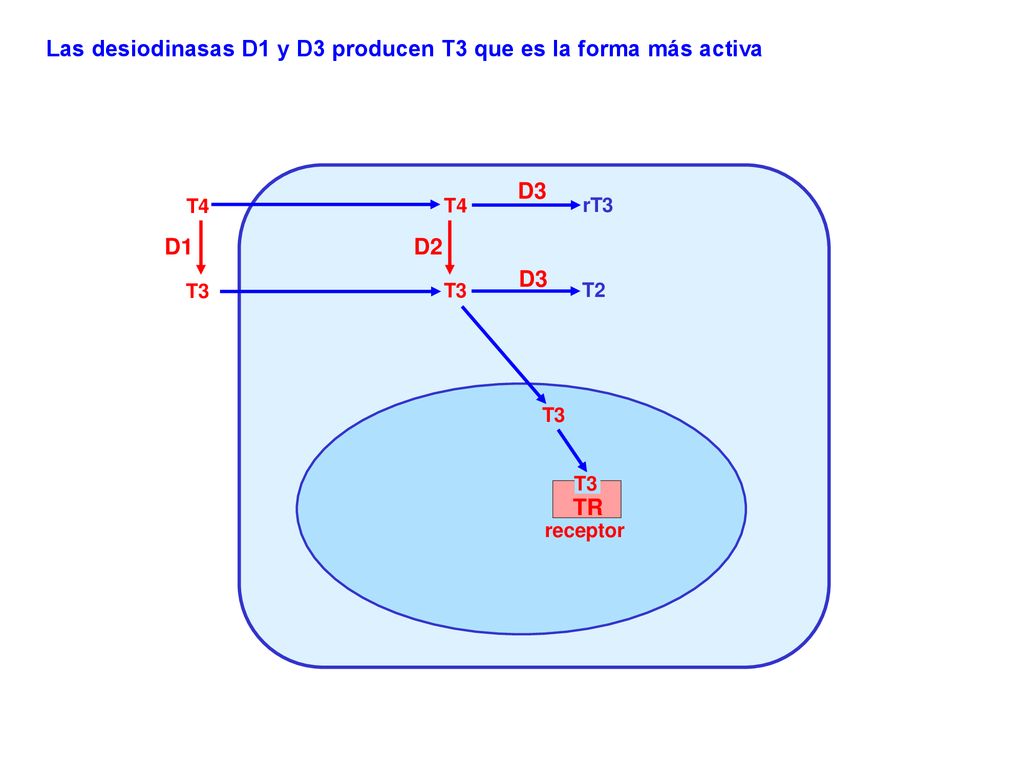 Las desiodinasas D1 y D3 producen T3 que es la forma más activa
