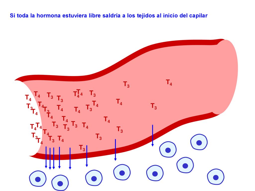 T4 T3 T4 T4 T3 T3 T4 T4 T3 T4 T4 T4 T3 T3 T3 T4 T3 T4 T4 T4 T4 T4 T4
