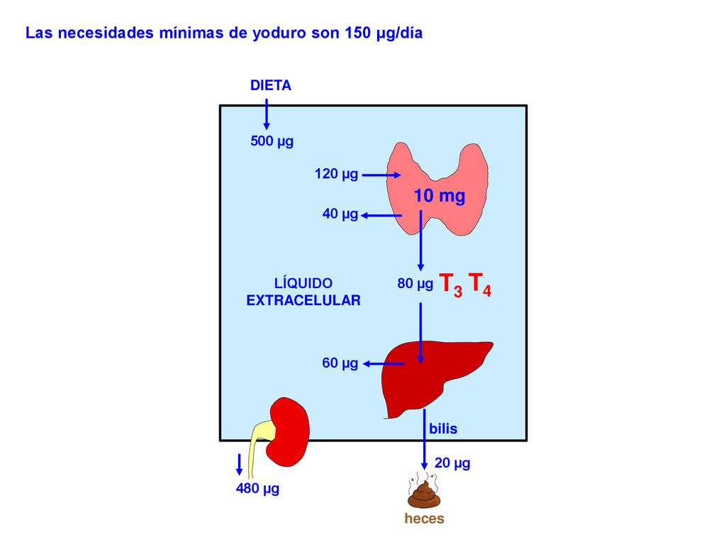 T3 T4 10 mg Las necesidades mínimas de yoduro son 150 μg/día DIETA