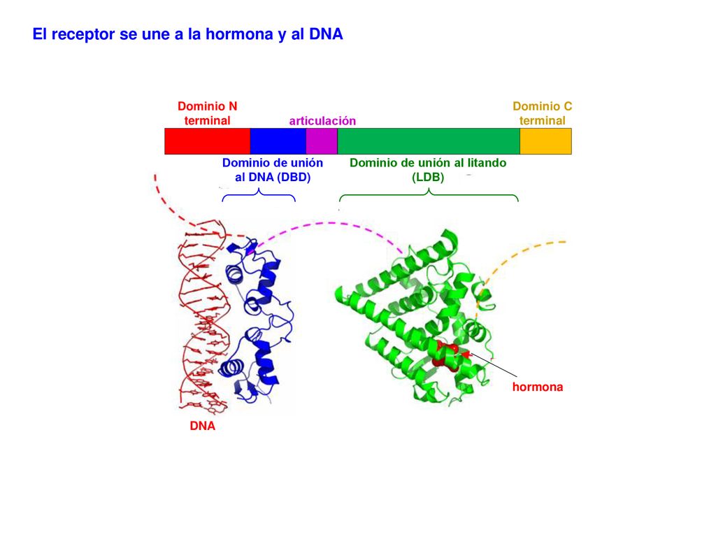 Dominio de unión al DNA (DBD) Dominio de unión al litando (LDB)